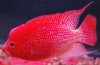 Fader Female fwflowerhorn1326888763.jpg