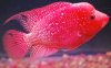 Fader Female fwflowerhorn1328101496.jpg