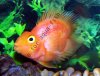 2-purple-heart-parrot-cichlid.jpg