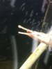 ImageUploadedByMonsterAquariaNetwork1363927863.403834.jpg