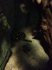 ImageUploadedByMonsterAquariaNetwork1364034305.652535.jpg