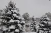 winter 003.JPG winter 003.JPG