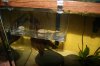 BristleNose1.JPG BristleNose1.JPG