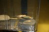 BristleNose2.JPG
