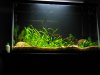 juvi tank 005.jpg