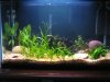 juvi tank 011.jpg