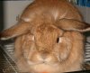bunny.jpg