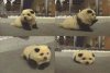 pandadog.jpg