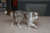 cooper.png