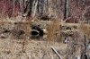 wilderness life 045.JPG