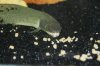 ImageUploadedByMonsterAquariaNetwork1364358974.381290.jpg ImageUploadedByMonsterAquariaNetwork1364358974.381290.jpg