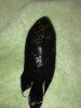 ImageUploadedByMonsterAquariaNetwork1364489485.369067.jpg ImageUploadedByMonsterAquariaNetwork1364489485.369067.jpg