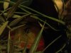 ImageUploadedByMonsterAquariaNetwork1364532087.366194.jpg