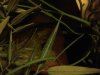 ImageUploadedByMonsterAquariaNetwork1364532107.923584.jpg