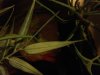 ImageUploadedByMonsterAquariaNetwork1364532127.059750.jpg