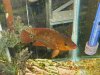 freshfishpics 065.JPG freshfishpics 065.JPG
