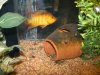 freshfishpics 067.JPG freshfishpics 067.JPG