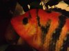 ImageUploadedByMonsterAquariaNetwork1364576086.087626.jpg