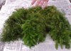 hornwort2.jpg hornwort2.jpg