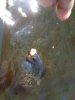 ImageUploadedByMonsterAquariaNetwork1364644313.581699.jpg
