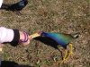 ImageUploadedByMonsterAquariaNetwork1364644345.267597.jpg