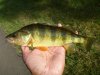 yellow-perch-thelifeamphibious.jpg