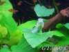1008177wm.jpg