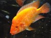 fishnstuff028_zpsade2b724.jpg