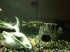 ImageUploadedByMonsterAquariaNetwork1365481853.530661.jpg