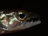 a-falcirostris-1024.jpg