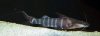 20130331ginger.jpg