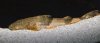 20130331newgoonch.jpg 20130331newgoonch.jpg