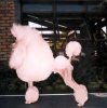 ImageUploadedByMonsterAquariaNetwork1365787447.735396.jpg