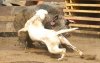 ImageUploadedByMonsterAquariaNetwork1365787683.560687.jpg