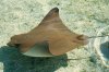 cownose-ray-KConstanza.jpg