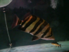 vlcsnap-2013-02-15-22h16m29s182.png