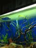 Green slime.jpg