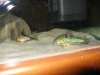 Little guys 019.JPG Little guys 019.JPG