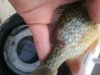 04-15-13 Last Year's Bait.jpg