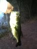 ImageUploadedByMonsterAquariaNetwork1366663236.435051.jpg ImageUploadedByMonsterAquariaNetwork1366663236.435051.jpg