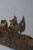 DSC_0738.jpg