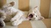 kitty yawn.jpg
