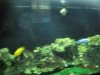 fish 018.jpg