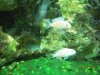 fish 024.jpg