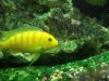 fish 026.jpg