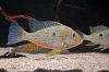 geophagus_heckelii_01_zps10d4d19a.jpg
