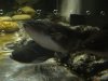 gulper1.jpg
