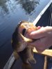 ImageUploadedByMonsterAquariaNetwork1367281641.658951.jpg