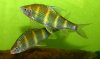 acrossochielus.jpg