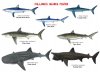 requins - sharks - US.jpg